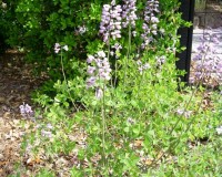 baptisia australis 2.jpg